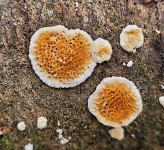 Byssomerulius corium