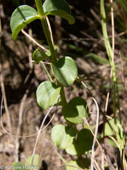 Gentianaceae