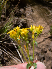 Gentianaceae