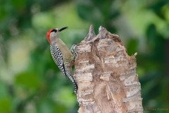 Melanerpes superciliaris