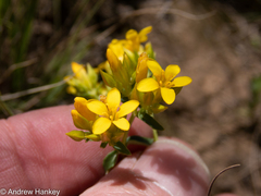 Gentianaceae