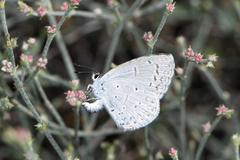 Celastrina echo
