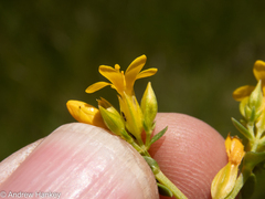 Gentianaceae