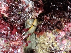 Apodichthys flavidus