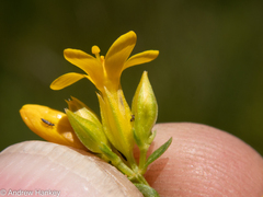 Gentianaceae