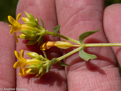 Gentianaceae