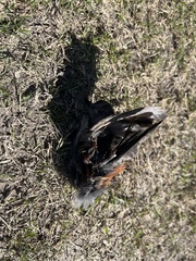 Dumetella carolinensis