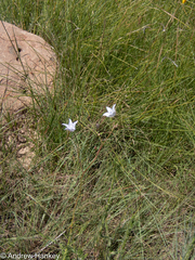 Wahlenbergia undulata