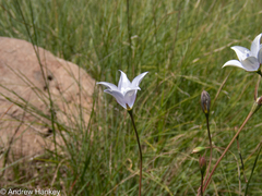 Wahlenbergia undulata
