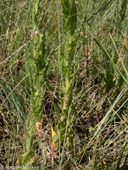 Wahlenbergia undulata