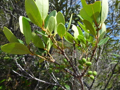 Notelaea austrocaledonica