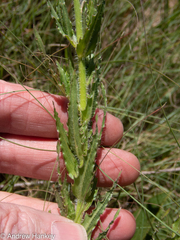 Wahlenbergia undulata