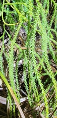 Lycopodiastrum