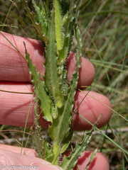 Wahlenbergia undulata