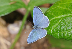 Celastrina echo