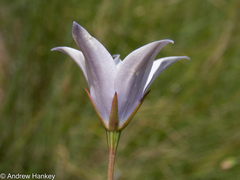 Wahlenbergia undulata