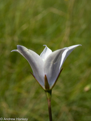 Wahlenbergia undulata
