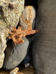 Hymeniacidon perlevis