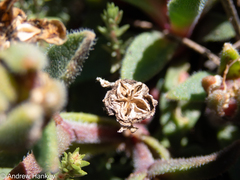 Delosperma sutherlandii