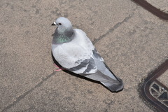 Columba livia domestica
