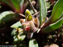 Delosperma sutherlandii