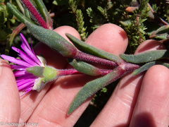Delosperma sutherlandii