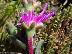 Delosperma sutherlandii