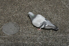 Columba livia domestica
