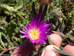 Delosperma sutherlandii
