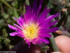 Delosperma sutherlandii