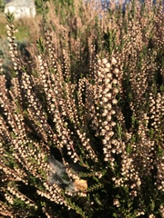 Calluna