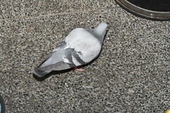 Columba livia domestica