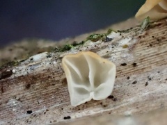 Marasmius neosessilis