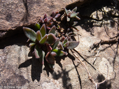 Delosperma sutherlandii