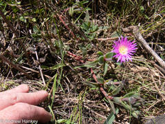 Delosperma sutherlandii