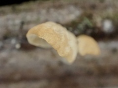 Marasmius neosessilis
