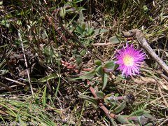 Delosperma sutherlandii