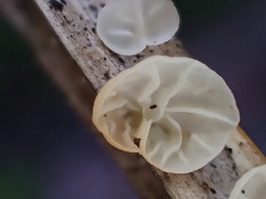 Marasmius neosessilis