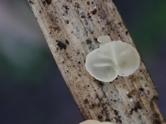 Marasmius neosessilis