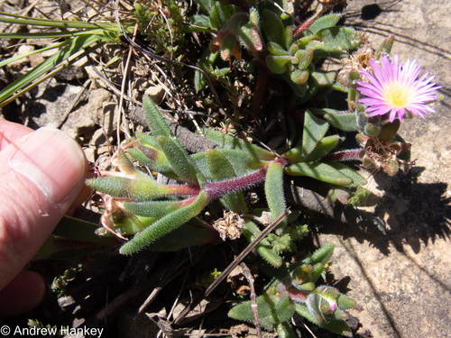 Berg Sheepfig (Delosperma hirtum)