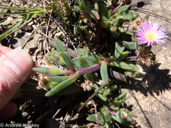 Delosperma sutherlandii