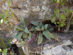Delosperma sutherlandii