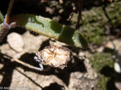Delosperma sutherlandii