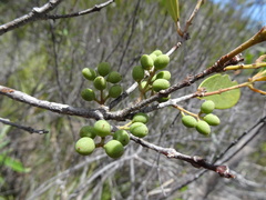 Notelaea austrocaledonica