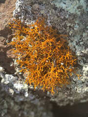 Teloschistes flavicans