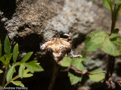 Delosperma sutherlandii