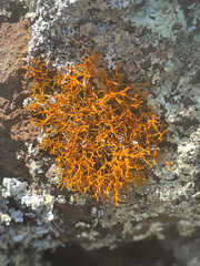 Teloschistes flavicans
