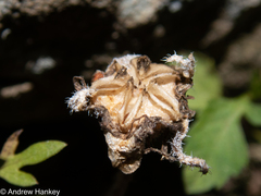 Delosperma sutherlandii