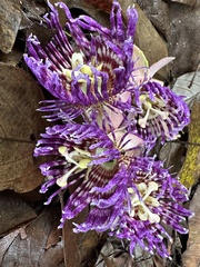 Passiflora laurifolia
