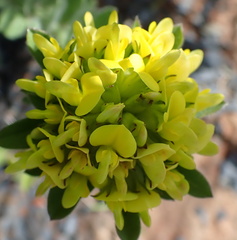 Leobordea foliosa